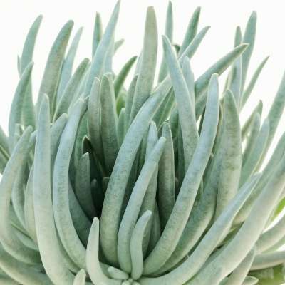 Senecio scaposus - Giromagi