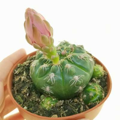 Gymnocalycium denudatum cv. Jan Suba
