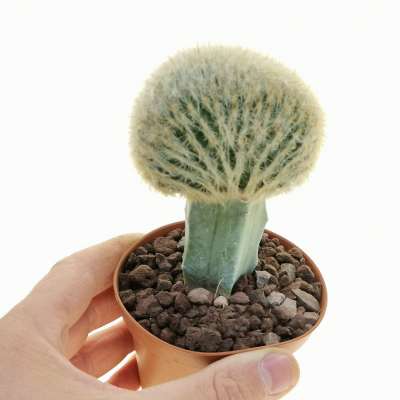 Espostoa lanata f. crestata