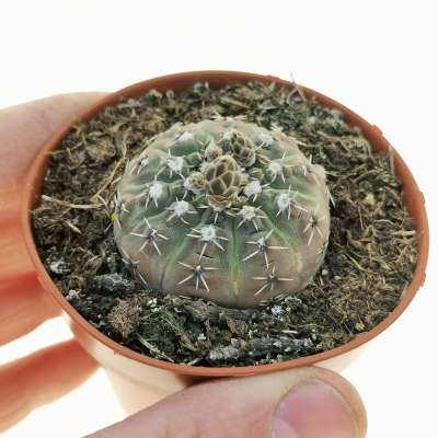 Gymnocalycium stellatum subs. occultum