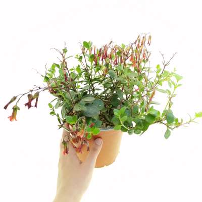 Kalanchoe Manginii Eretta