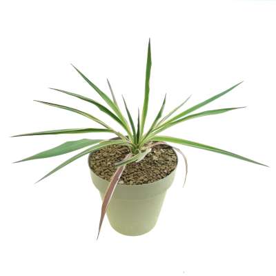 Yucca gloriosa cv. Aureovariegata