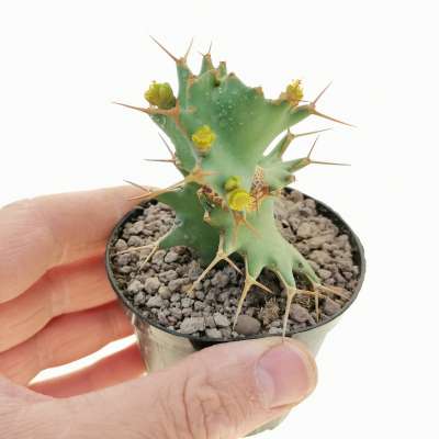 Euphorbia tortirama (Own roots)