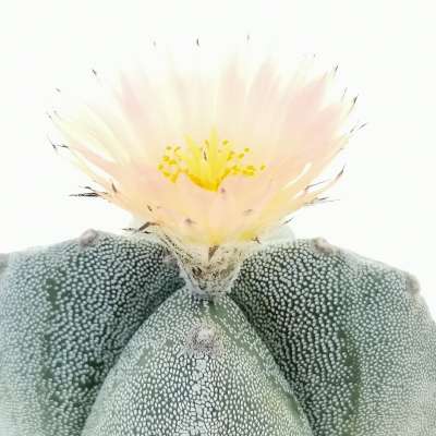 Astrophytum myriostigma var. quadricostatum - Giromagi