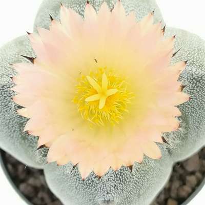 Astrophytum myriostigma var. quadricostatum - Giromagi