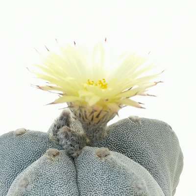 Astrophytum myriostigma - Giromagi