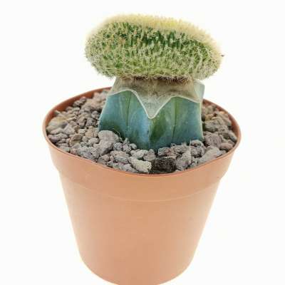 Hildewintera aureispina f. crestata variegata - Giromagi