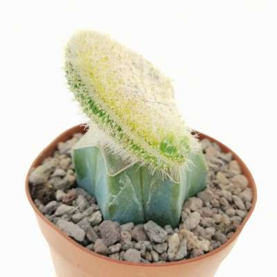 Hildewintera aureispina f. crestata variegata - Giromagi
