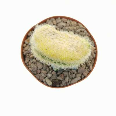 Hildewintera aureispina f. crestata variegata - Giromagi