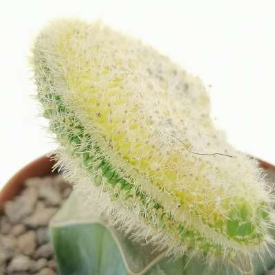 Hildewintera aureispina f. crestata variegata - Giromagi