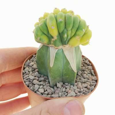 Trichocereus pachanoi f. crestata variegata
