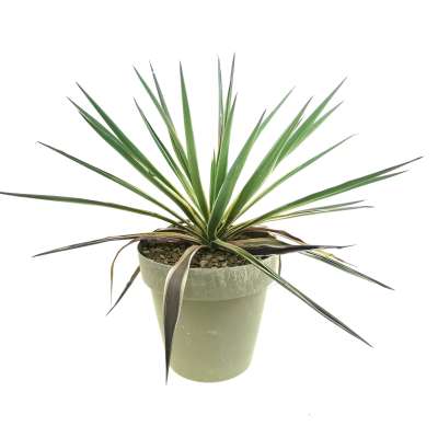 Yucca gloriosa cv. Aureovariegata
