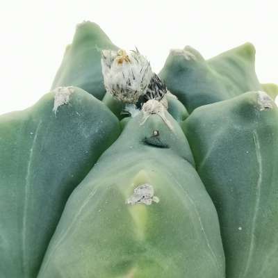 Astrophytum myriostigma cv. Kikko var. nudum - Giromagi