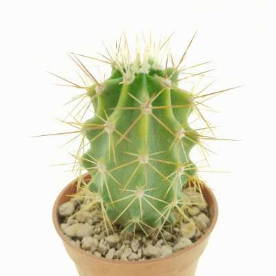 Echinocereus triglochidiatus x engelmannii - Giromagi