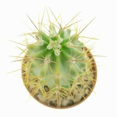 Echinocereus triglochidiatus x engelmannii - Giromagi