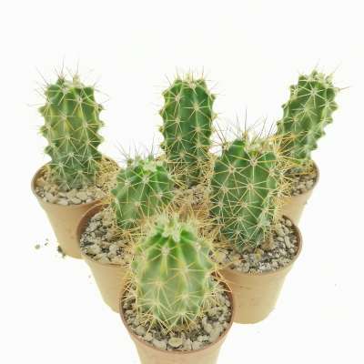 Echinocereus triglochidiatus x engelmannii - Giromagi