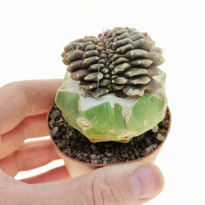 Gymnocalycium anisitsii var. tucavocense f. crestata