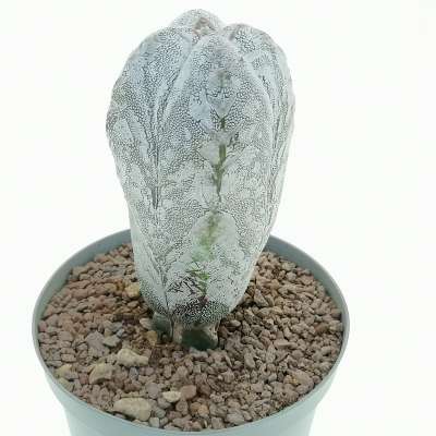 Astrophytum myriostigma cv. Onzuka Hakuun f. columnare - Giromagi