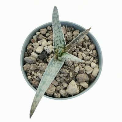 Aloe aculeata cv. Wilderness - Giromagi