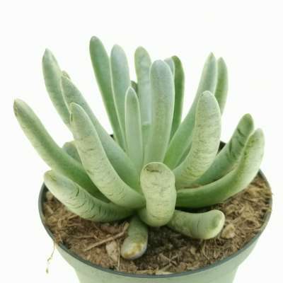 Senecio scaposus - Giromagi
