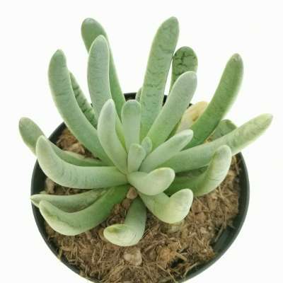 Senecio scaposus - Giromagi