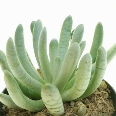 Senecio scaposus - Giromagi