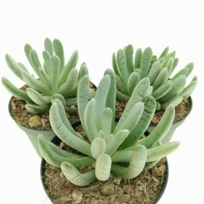 Senecio scaposus - Giromagi