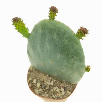 Opuntia ficus-indica (fico d'India) - Giromagi