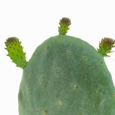 Opuntia ficus-indica (fico d'India) - Giromagi