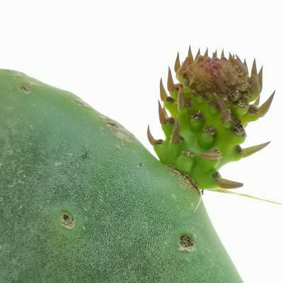 Opuntia ficus-indica (fico d'India) - Giromagi
