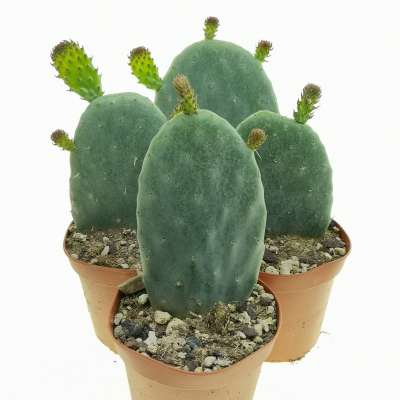Opuntia ficus-indica (fico d'India) - Giromagi
