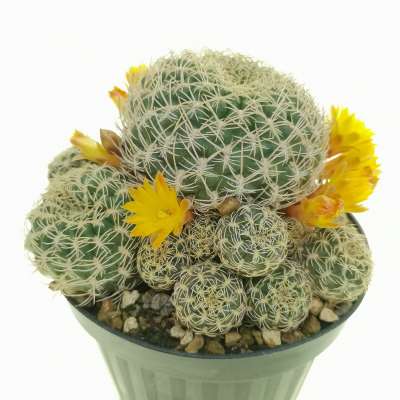 Sulcorebutia candiae - Giromagi