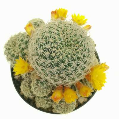 Sulcorebutia candiae - Giromagi