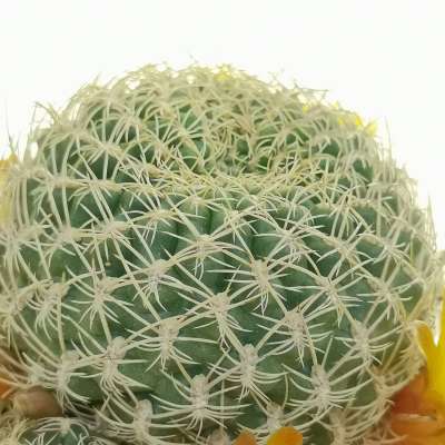 Sulcorebutia candiae - Giromagi