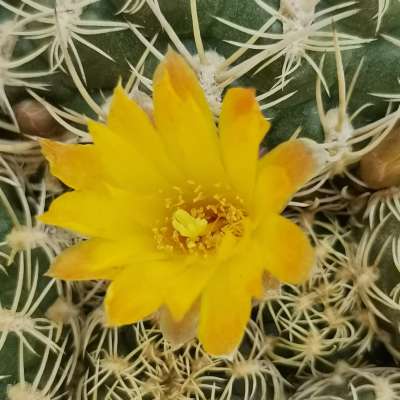 Sulcorebutia candiae - Giromagi