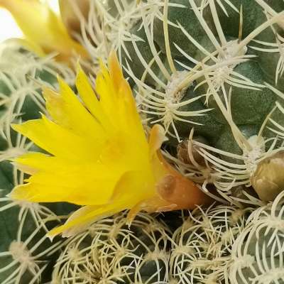 Sulcorebutia candiae - Giromagi