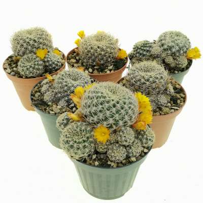 Sulcorebutia candiae - Giromagi