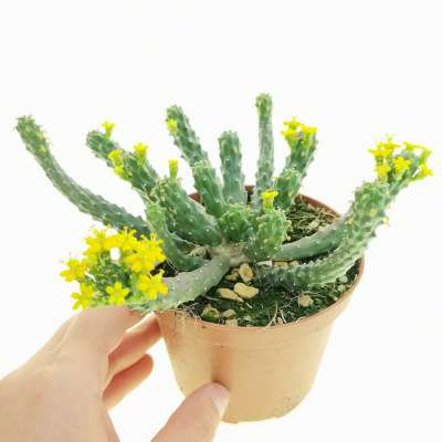 Euphorbia inermis - Giromagi