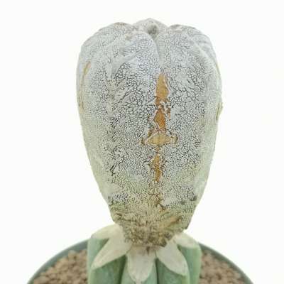 Astrophytum myriostigma cv. Onzuka V-type Hakuun f. columnare - Giromagi