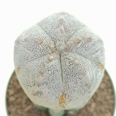 Astrophytum myriostigma cv. Onzuka V-type Hakuun f. columnare - Giromagi