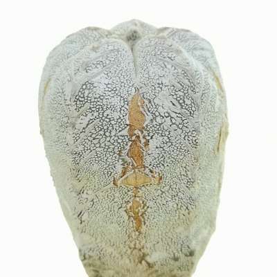 Astrophytum myriostigma cv. Onzuka V-type Hakuun f. columnare - Giromagi