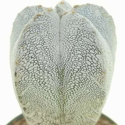 Astrophytum myriostigma cv. onzuka v-type f. columnare - Giromagi
