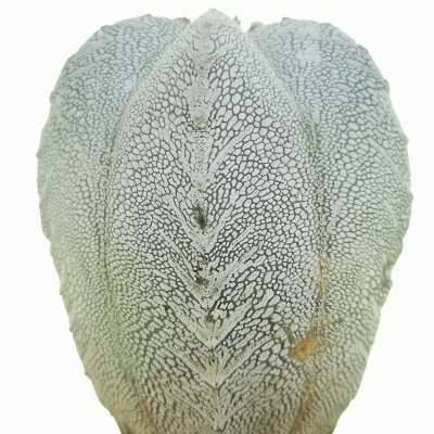 Astrophytum myriostigma cv. onzuka v-type f. columnare - Giromagi