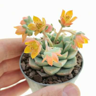 Echeveria fabiola