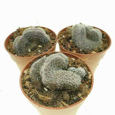 Lobivia densispina f. crestata 1+1=3