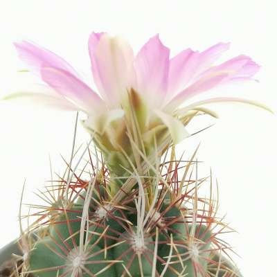Thelocactus bicolor var. commodus - Giromagi