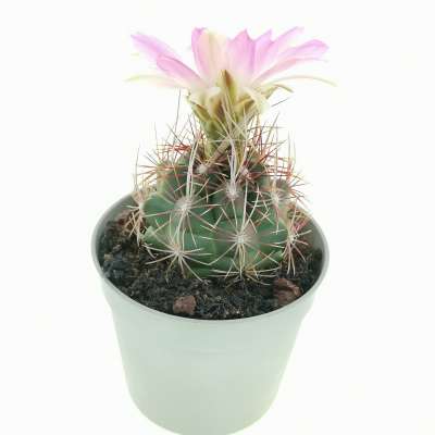 Thelocactus bicolor var. commodus - Giromagi