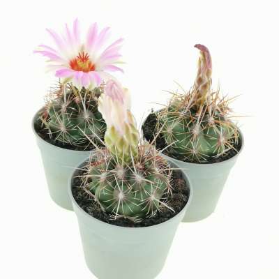 Thelocactus bicolor var. commodus - Giromagi