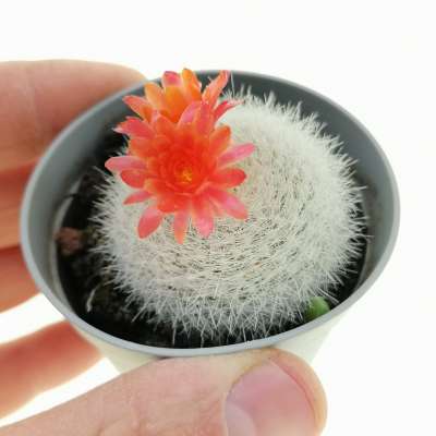 Notocactus haselbergii