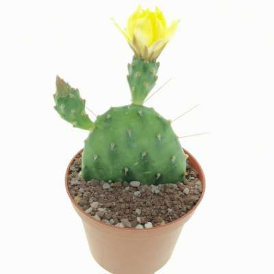Opuntia rhodantha var. pisciformis - Giromagi